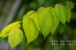 -孤星闪耀，坎塞洛的铁血指挥与罗马尼亚的完胜之夜—2026世界杯C组生死战启示录