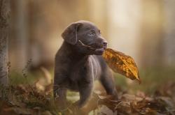 LOL赛事-王权更迭之夜，萨城铁血扼杀首都幻梦，希腊怪物撕裂苍穹