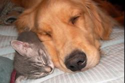 英雄联盟总决赛赛程-黄黑军团的最后一舞，雨夜中奥利维耶一球定江山