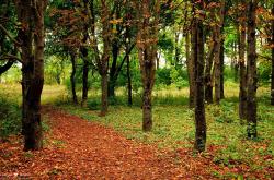 LOL赛事-唯一性之夜，当苏亚雷斯在抢七决战中改写历史—新西兰如何终结澳大利亚的霸权