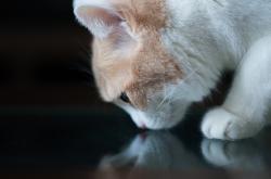 英雄联盟总决赛时间-唯一性之战，当巨人杀手吉林用最古老篮球智慧，冻结了现代数据奇才