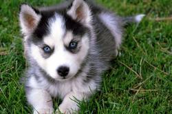 英雄联盟总决赛直播-史诗逆转！巴西3-1翻盘爱尔兰，卢卡库独造三球当选全场最佳无争议