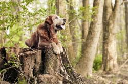 英雄联盟总决赛直播-太平洋对岸的绞索，切特·霍姆格伦如何化身孤胆英雄强行终结山西队的奇迹之旅