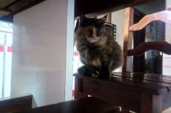 英雄联盟总决赛2025-双城记，绿茵沙漠的逆袭与尼罗河之子的加冕