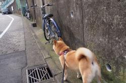 英雄联盟总决赛直播-帕尔默利刃出鞘无争议，巴西战术巨网全面压制安哥拉