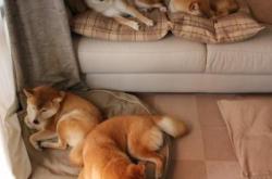 英雄联盟总决赛2025-探戈与钢铁，马德里竞技如何为阿根廷足球注入反风格，兼论京多安的现代中场统治力