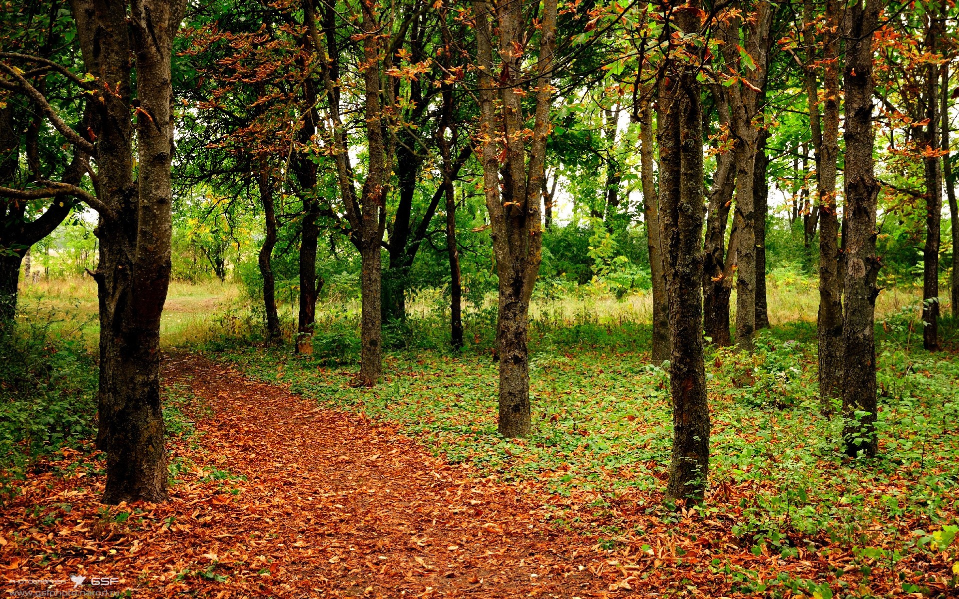 北极光下的逆袭,切特,那场证明自己的雪夜之战