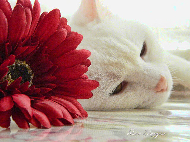 掌控节拍的巨人，武切维奇如何用节奏之弦拨动雄鹿掘金之战？