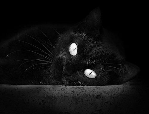 足球双重奏，阿尔及利亚闪电战击溃瑞典，拉什福德数据封神统治绿茵