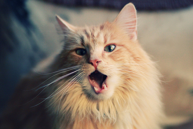 时间褶皱中的魔笛，当莫德里奇的清晨爆发，照亮苏格兰的午夜晋级