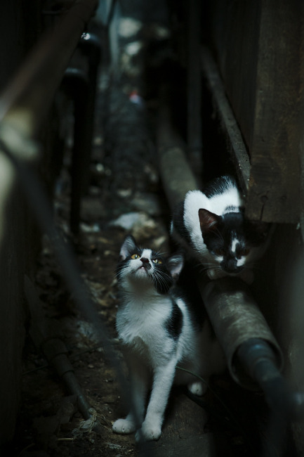 错位时空的终极对决，当足球遇上F1，加克波如何接管比赛？