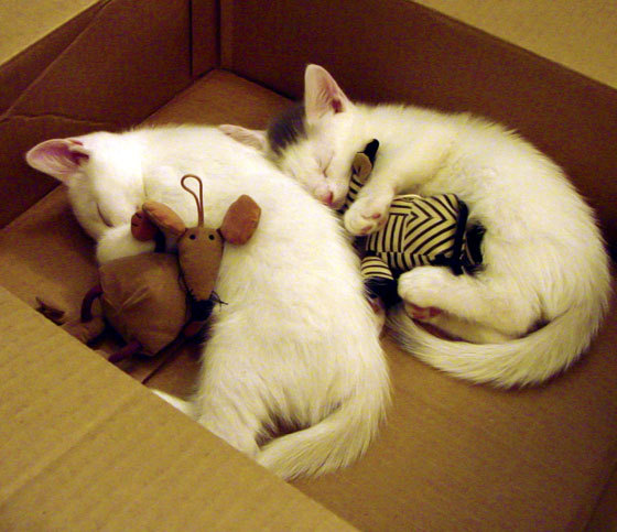 极速与激情，当F1街道赛弯道，遇见湖人通往总冠军的直道