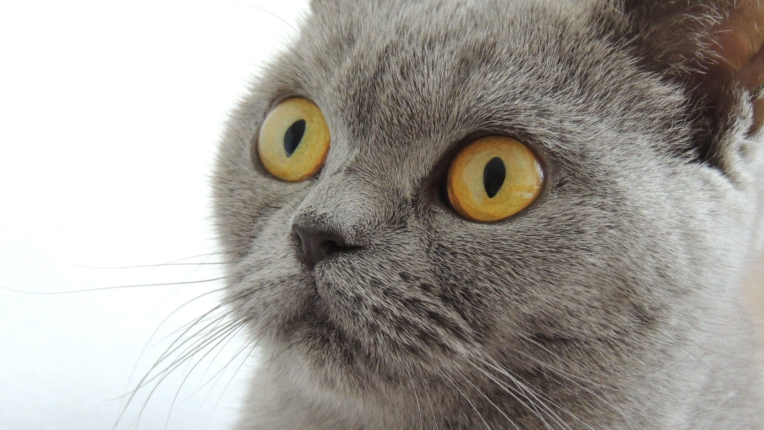 暗夜刺客，阿什拉夫与他的大场面生存法则