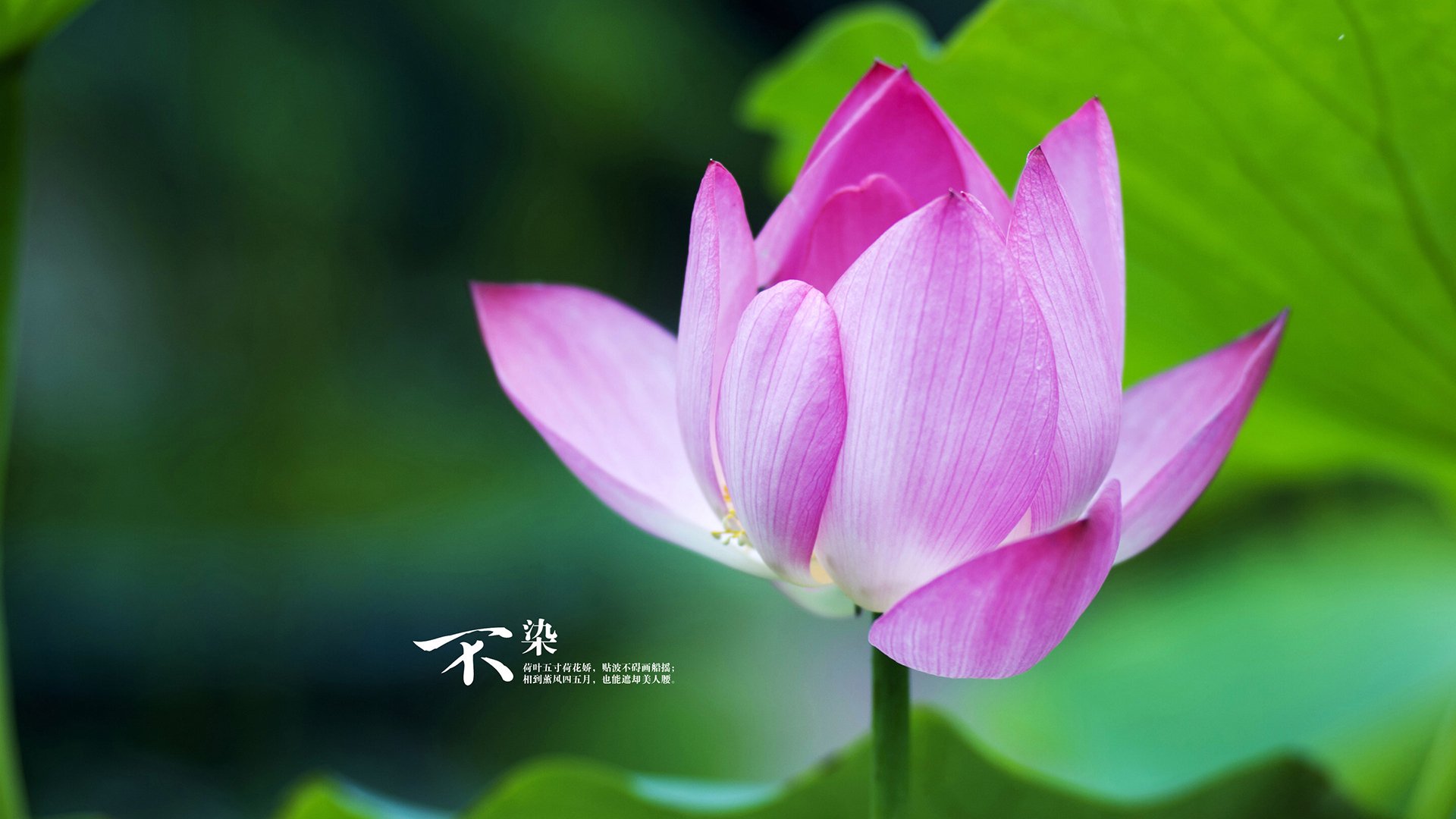 南美之心对阵斑马军团，恩佐·费尔南德斯上演教科书式足球智慧