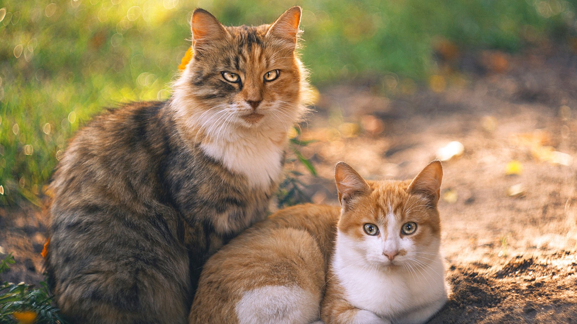 双面交响，保罗的炽热独奏与鹈鹕的冰冷协奏