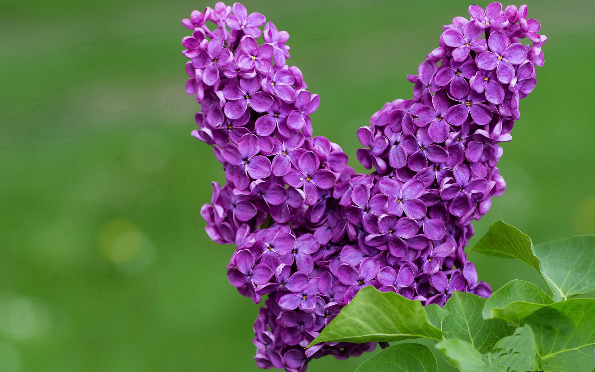 铁血逆袭！勒沃库森强势攻克诺坎普，戈麦斯一箭穿心成关键先生