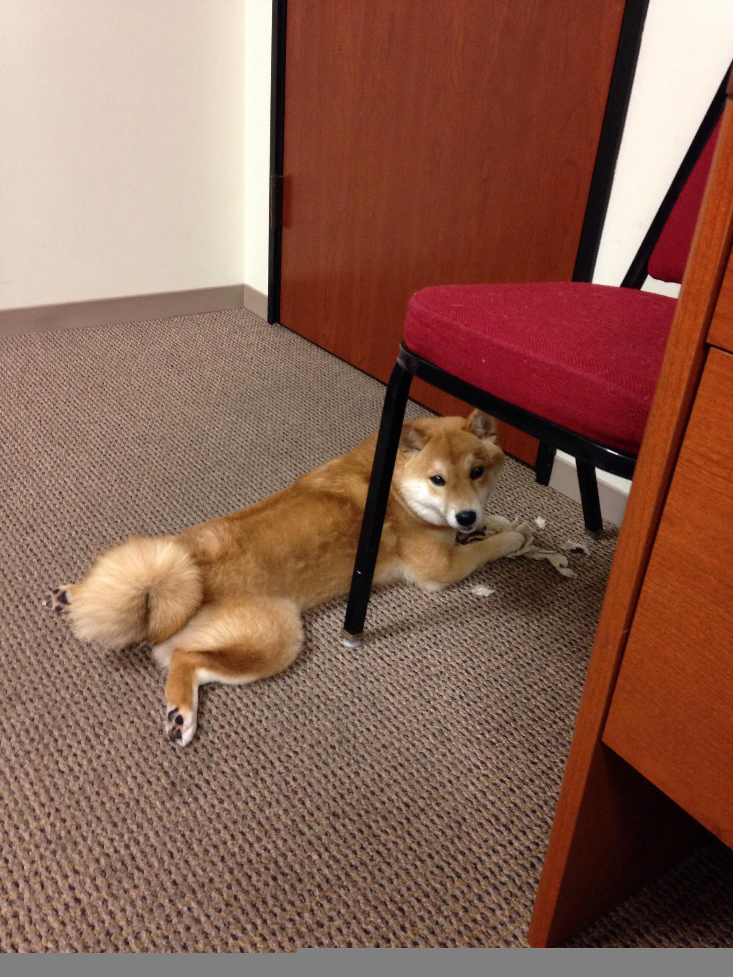 裁判报告改写历史？拉梅洛·鲍尔的幽灵绝杀与一场不存在的比赛