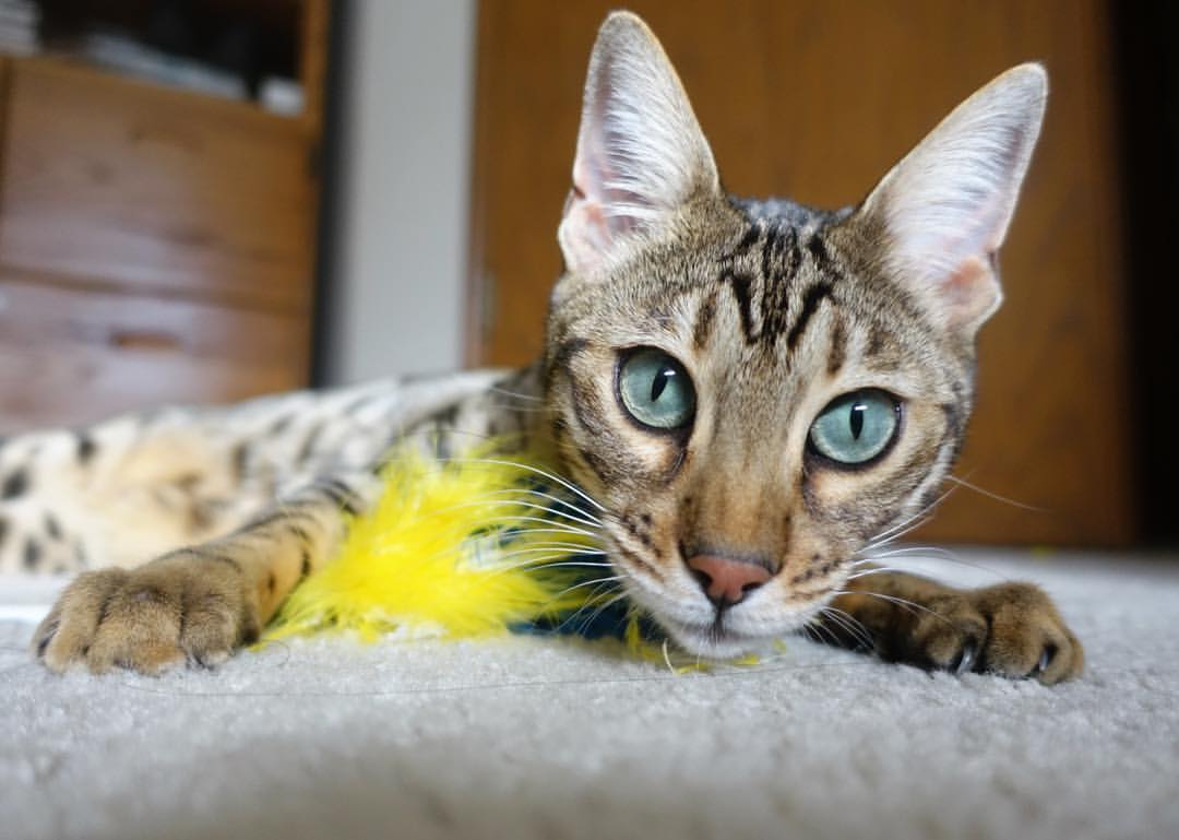 阿森纳客场强势晋级欧联杯，皮克关键先生助枪手征服爱尔兰