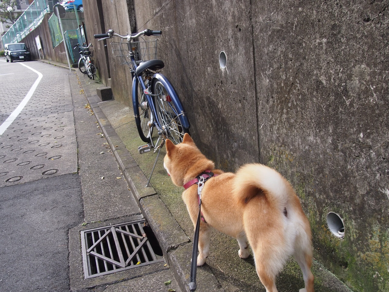 戈贝尔统治力成唯一钥匙?广厦晋级与森林狼的镜像启示