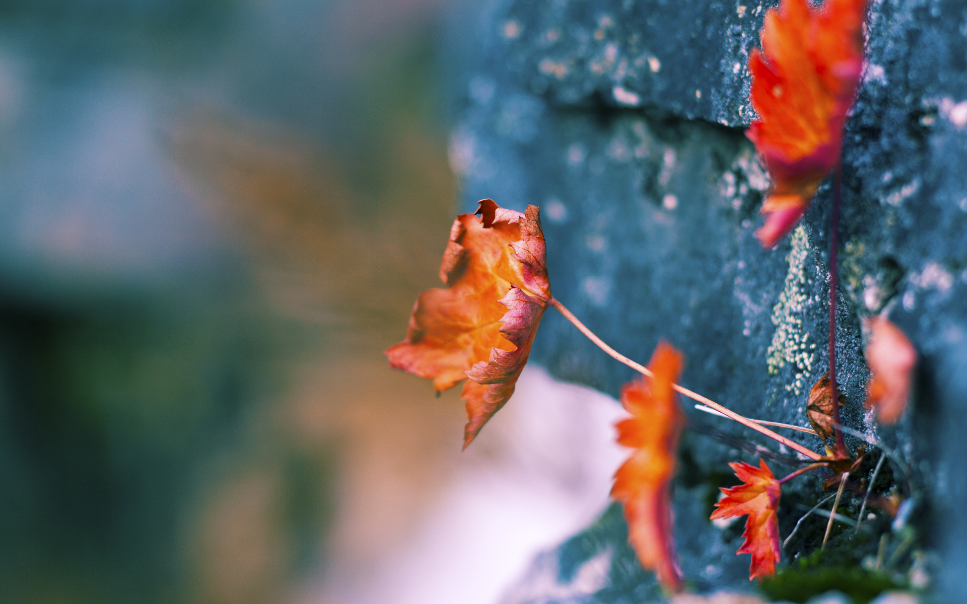 黑马狂啸,当瑞士钟表为洪都拉斯飓风停摆