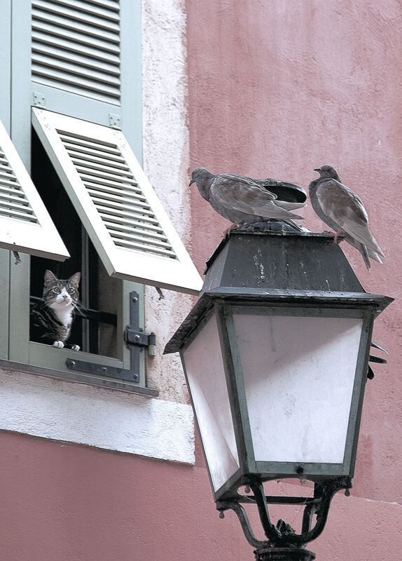 沉默者的回响，德罗赞与那个颠覆世界的绝杀