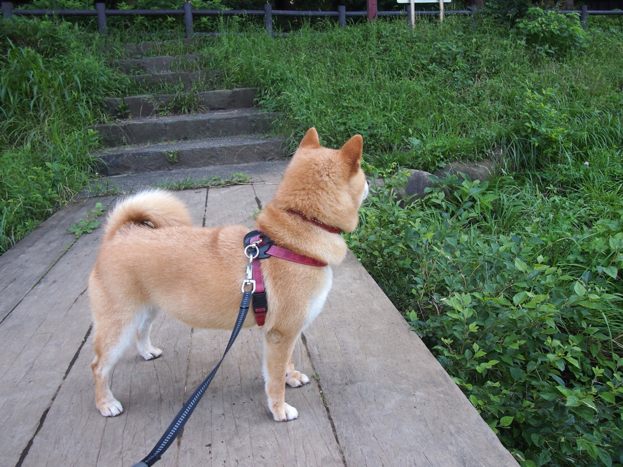 跨界传奇，杰伦格林欧冠决赛接管比赛，开拓者险胜篮网获灵感