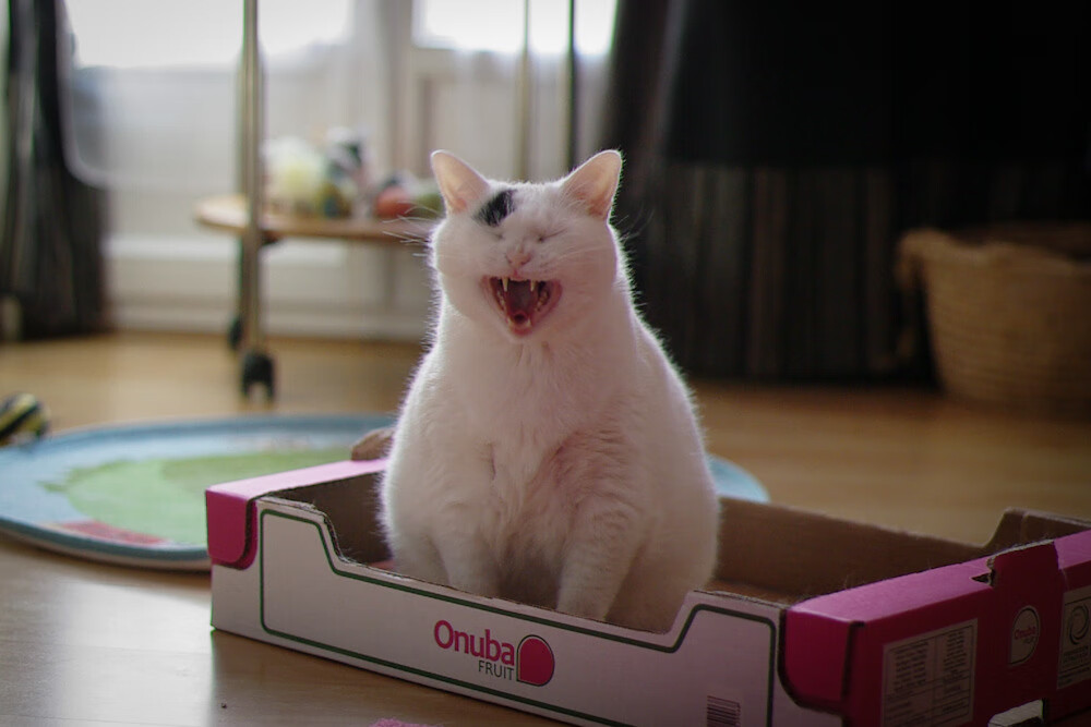 潜龙勿用与飞龙在天，从凯尔特人险胜魔术到德罗赞2026世界杯接管比赛的东方哲思