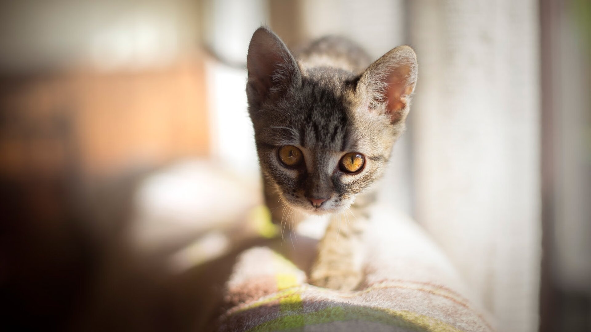 当哈兰德风暴席卷非洲,一场虚构史诗中的加纳逆袭