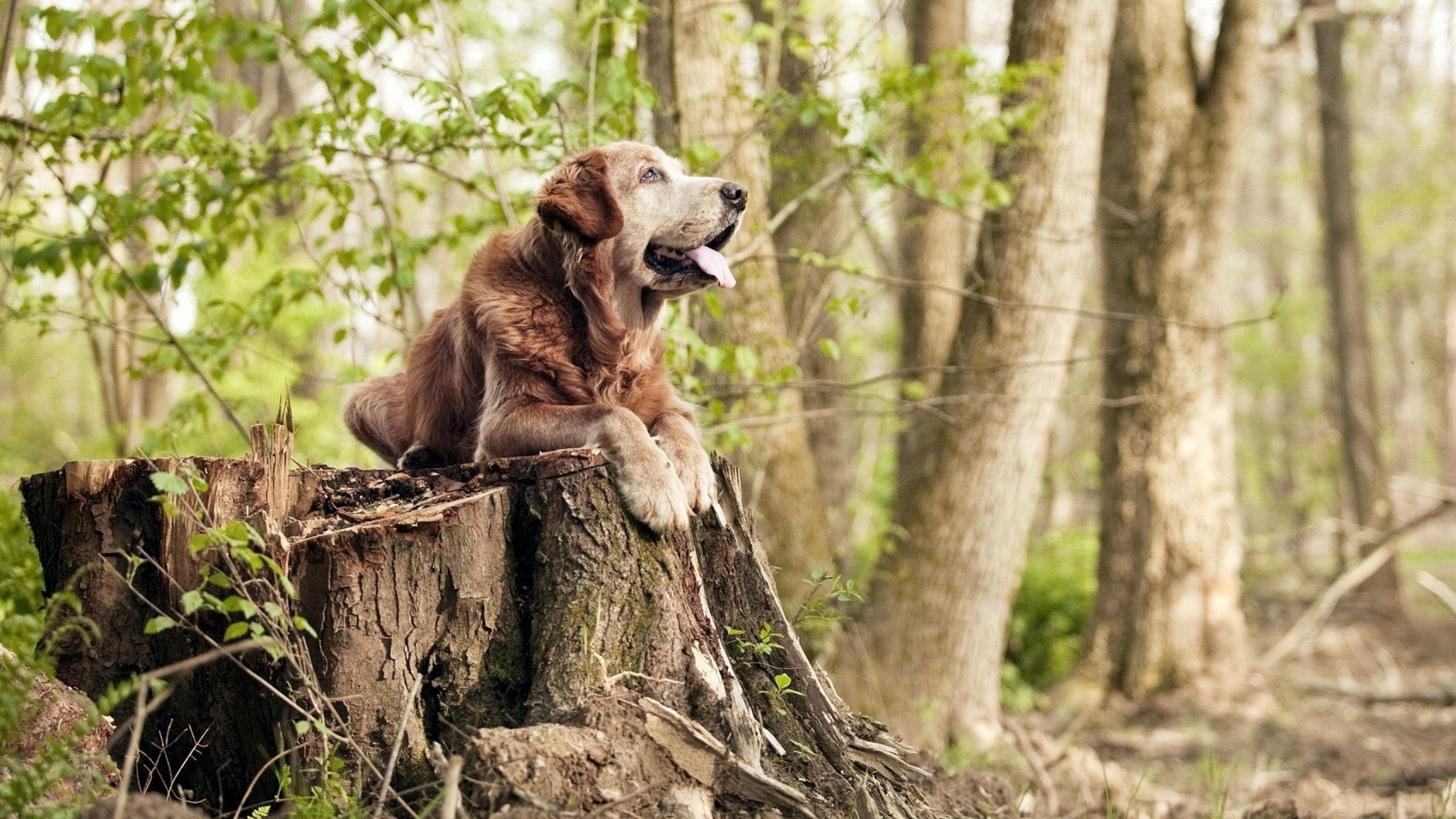 当哈兰德风暴席卷非洲,一场虚构史诗中的加纳逆袭