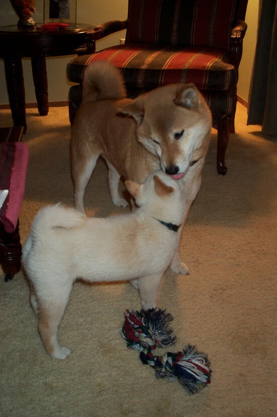 步行者以钢铁洪流吞噬76人，戈贝尔擎天一柱撑起内线主宰